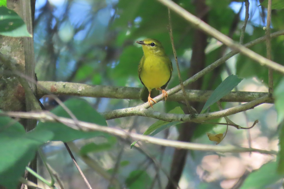 Flavescent Warbler - ML612390827