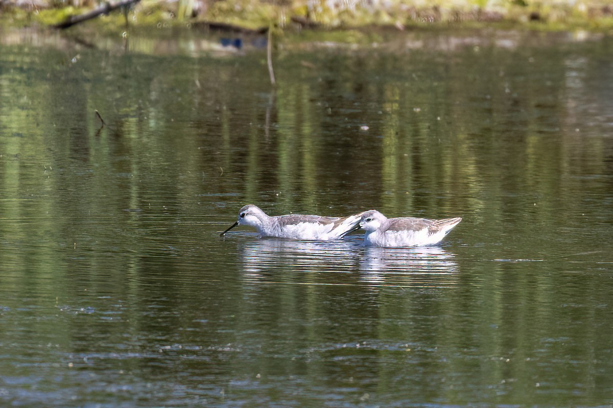 Wilson's Phalarope - ML612390851