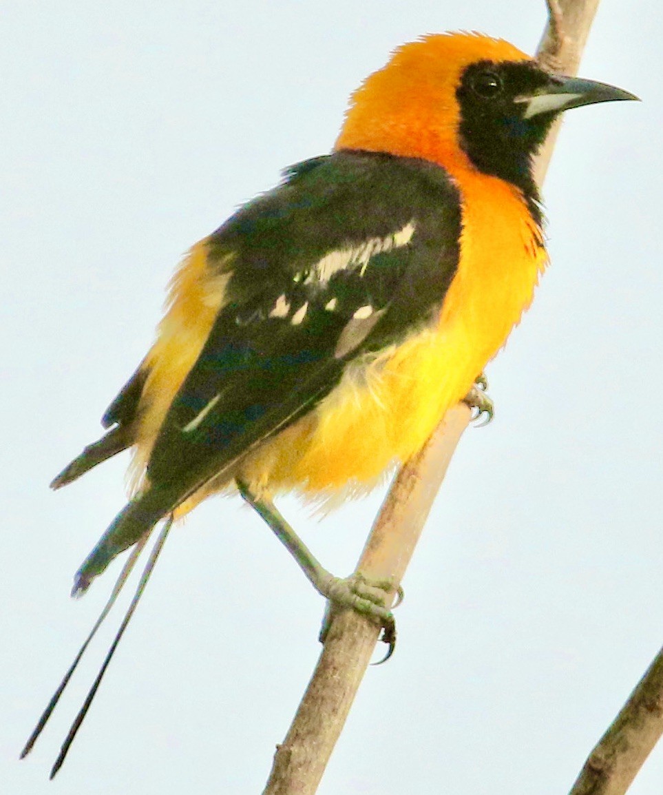 Oriole masqué - ML612390882