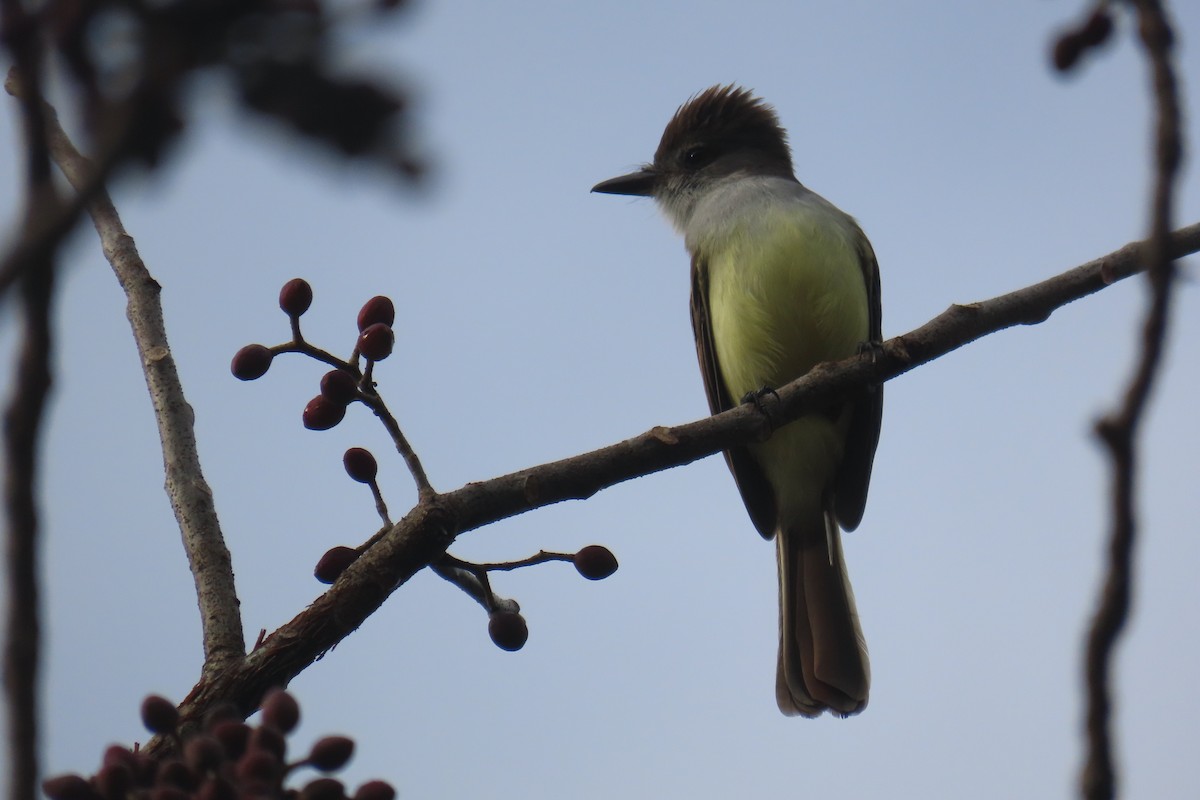 Brown-crested Flycatcher - ML612390892