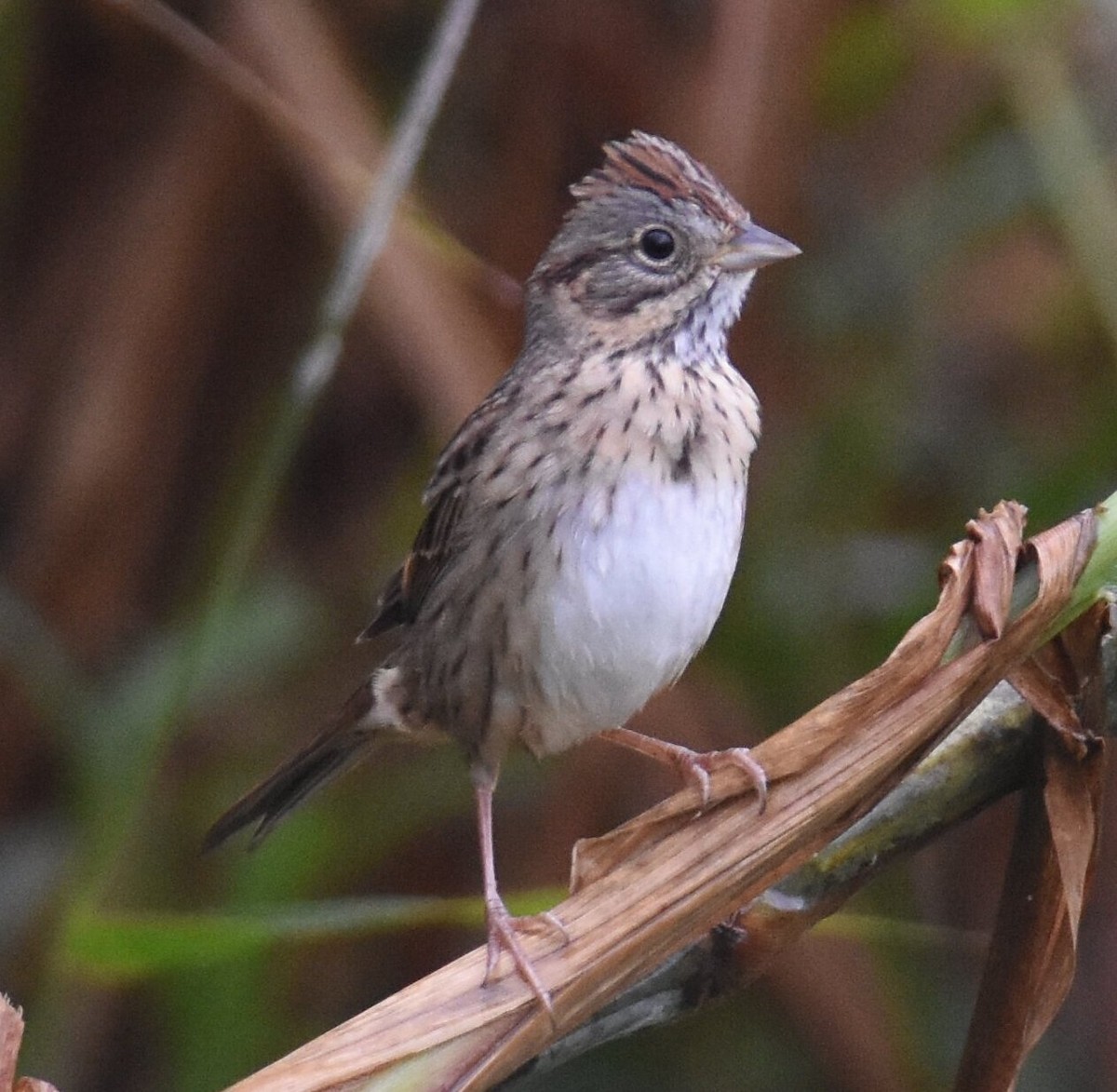 Lincoln's Sparrow - ML612390936