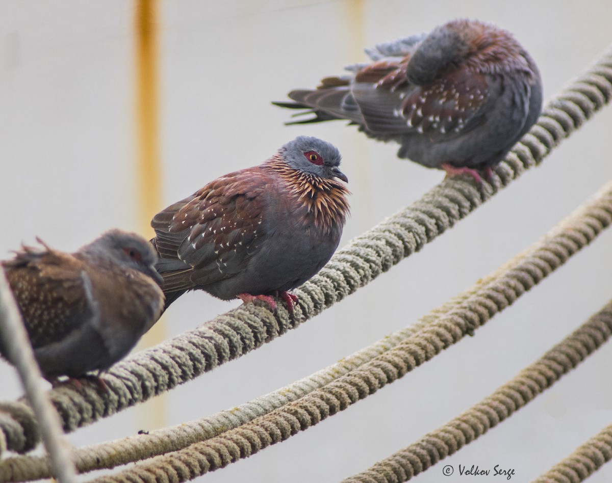 Pigeon roussard - ML612390938