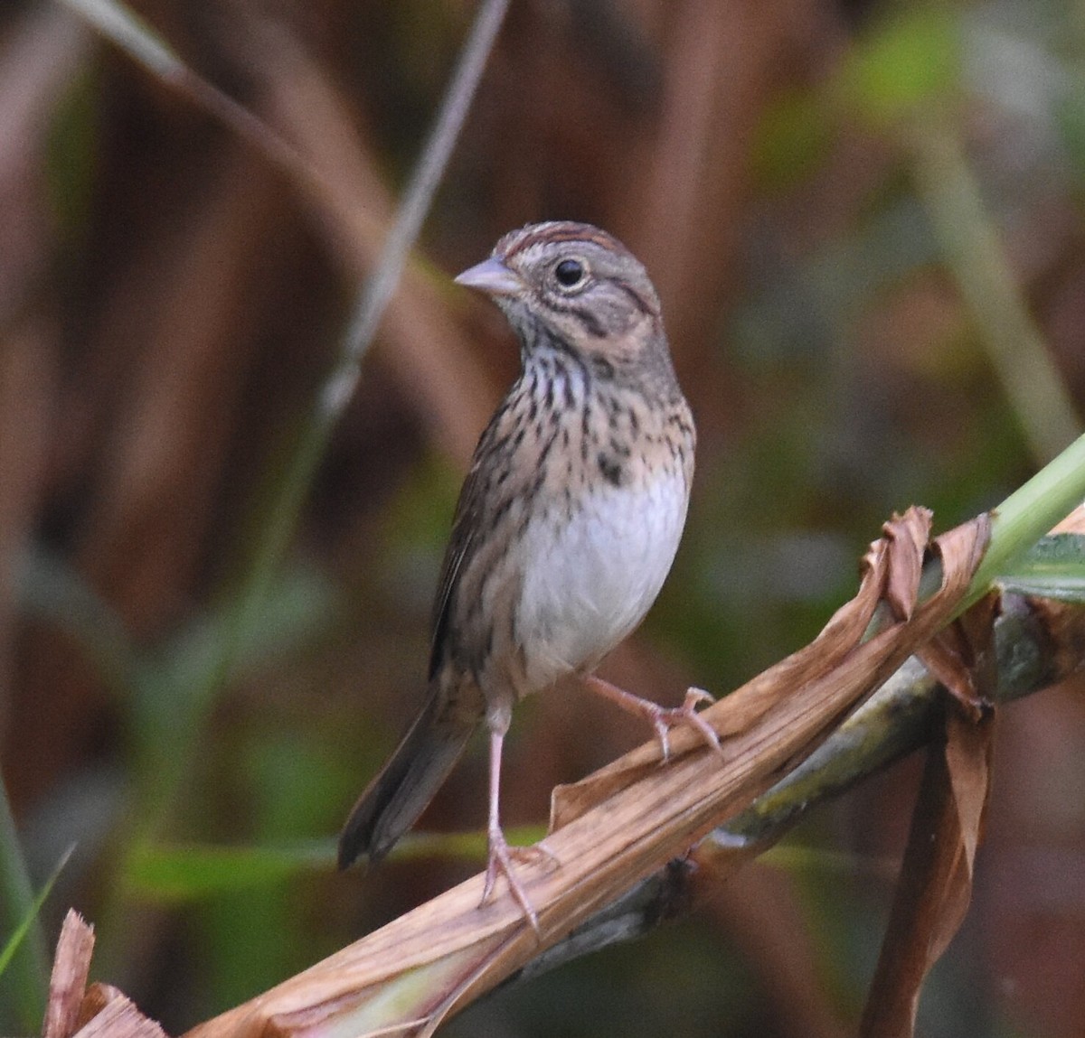 Lincoln's Sparrow - ML612390945