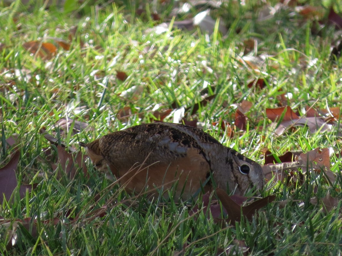 American Woodcock - ML612390953