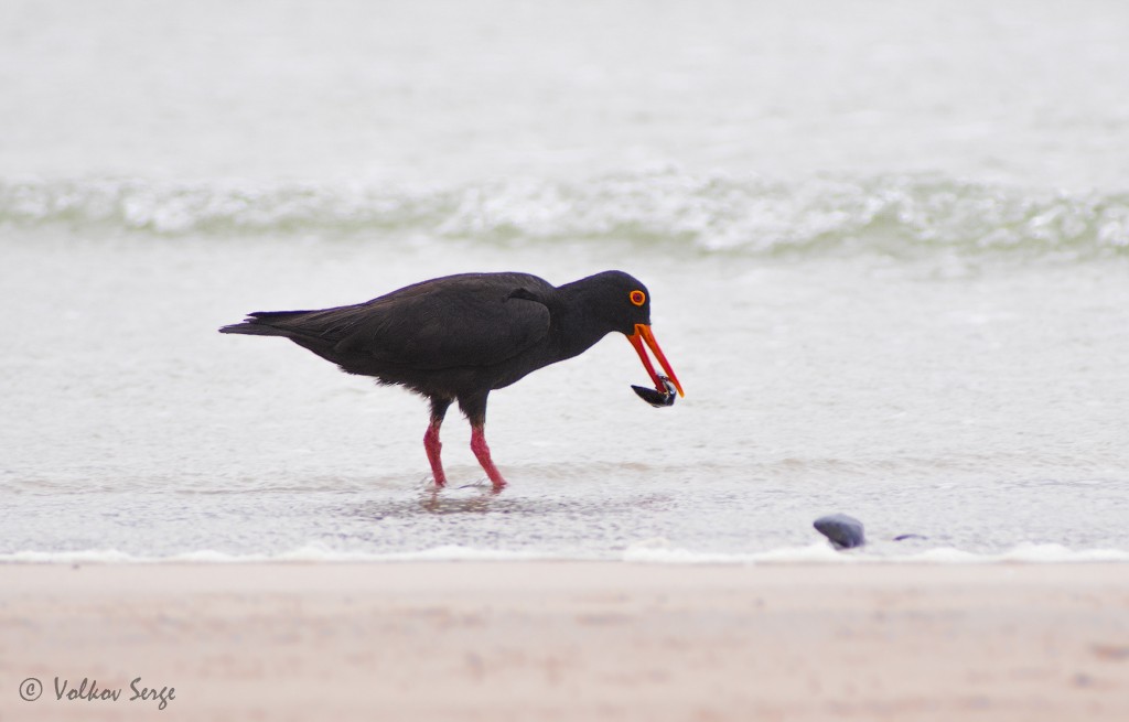 African Oystercatcher - Volkov Sergey