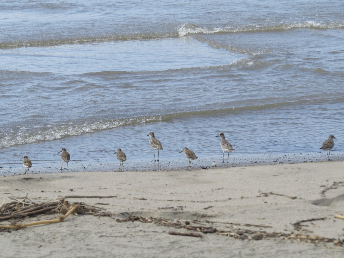 Stilt Sandpiper - Alex Loya