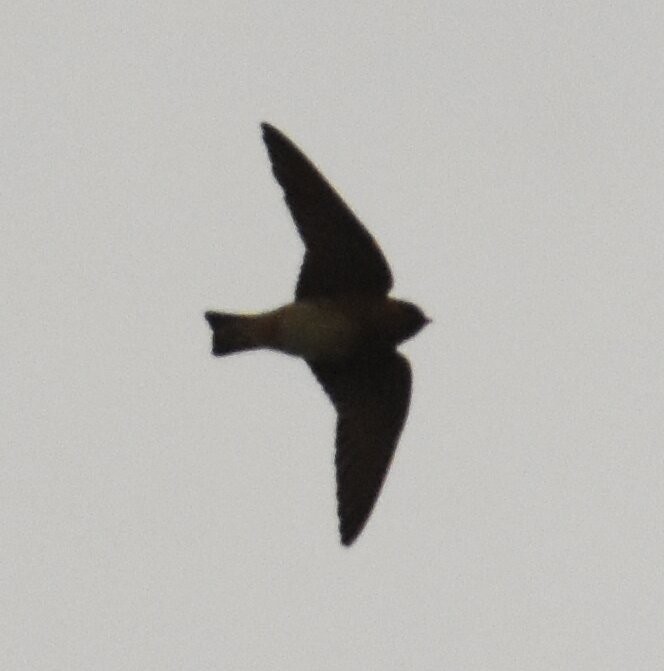 Cave Swallow - ML612390963