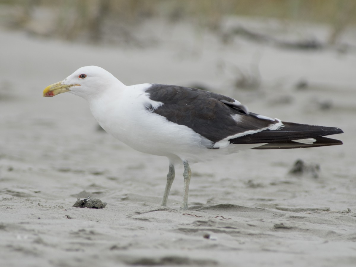 Kelp Gull - ML612390980