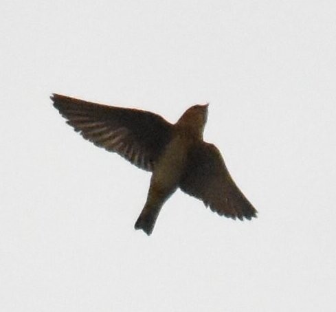 Cave Swallow - ML612390986