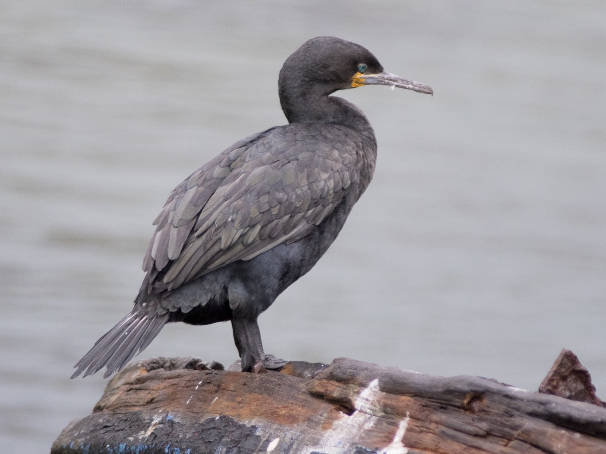 Cormoran du Cap - ML612391007