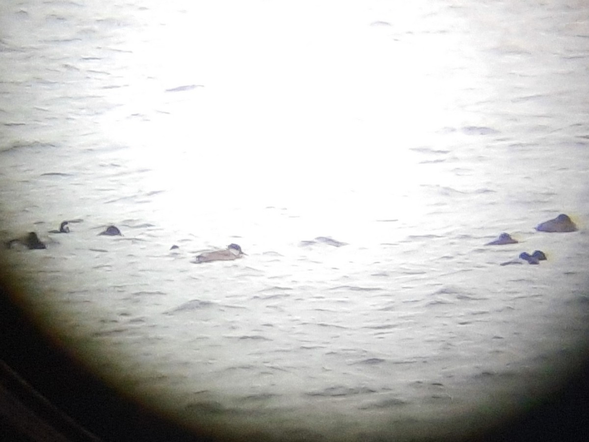 Red-crested Pochard - ML612391022