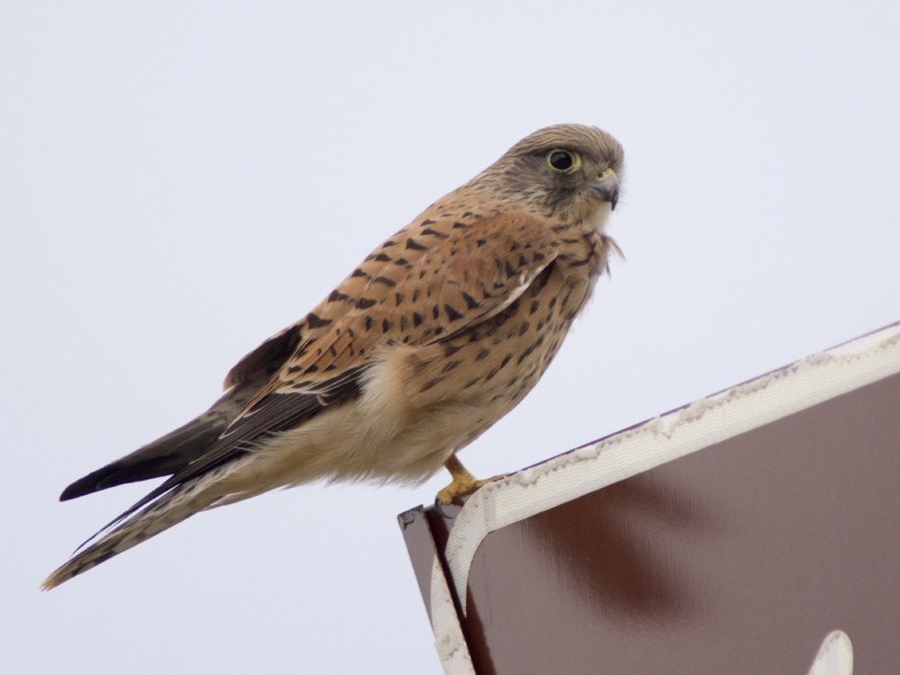 Rock Kestrel - ML612391026