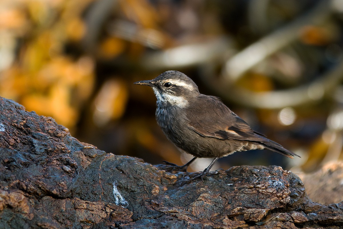 Gray-flanked Cinclodes - ML612391068