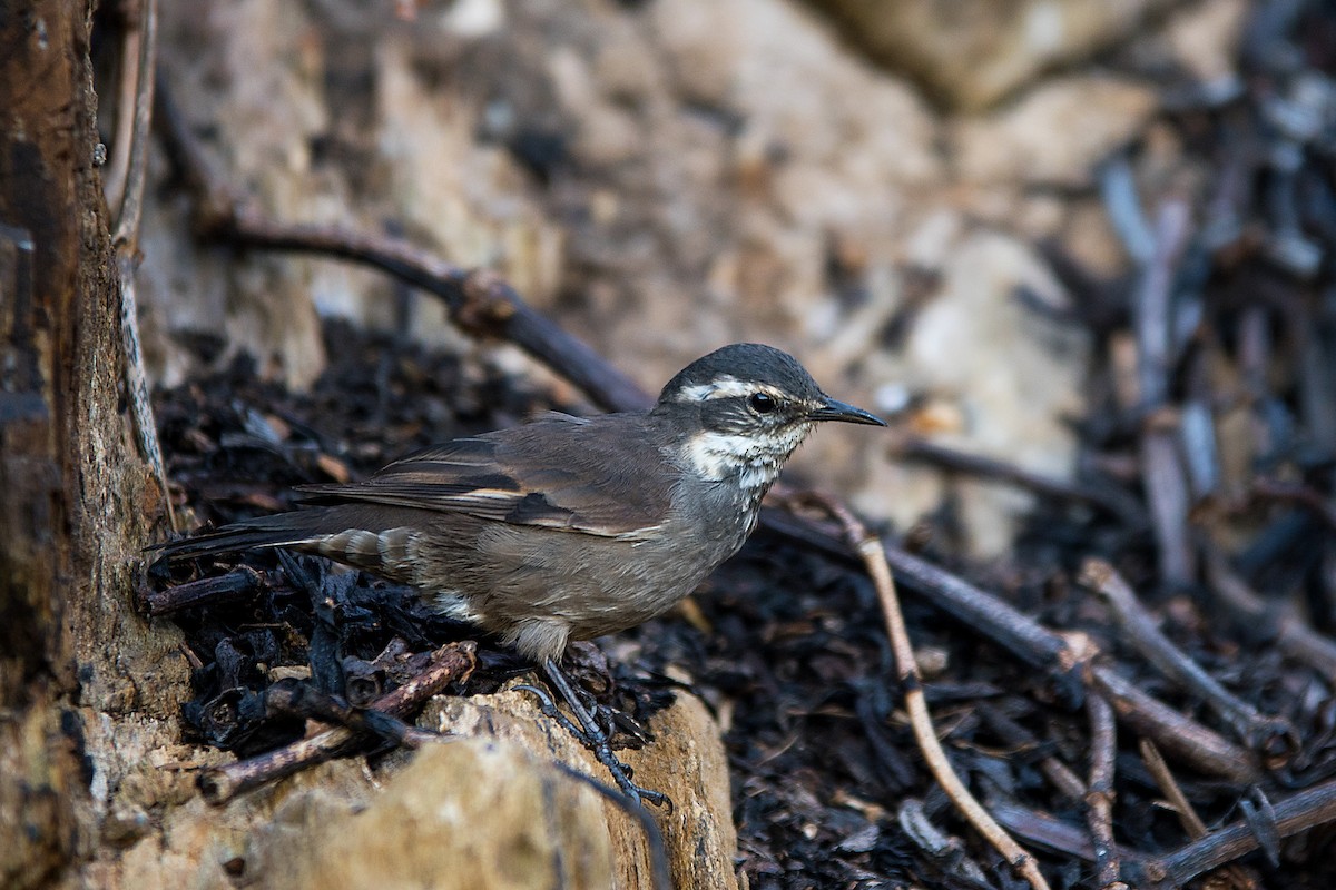 Gray-flanked Cinclodes - ML612391070
