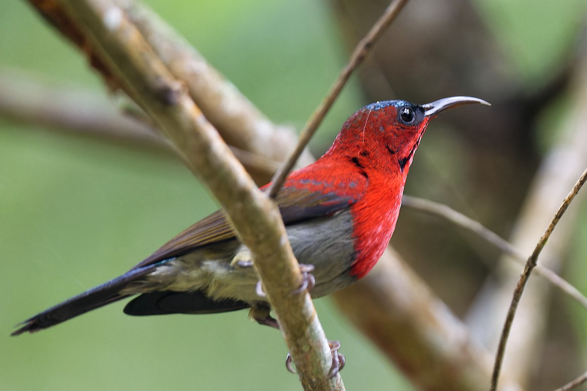 Crimson Sunbird - ML612391075