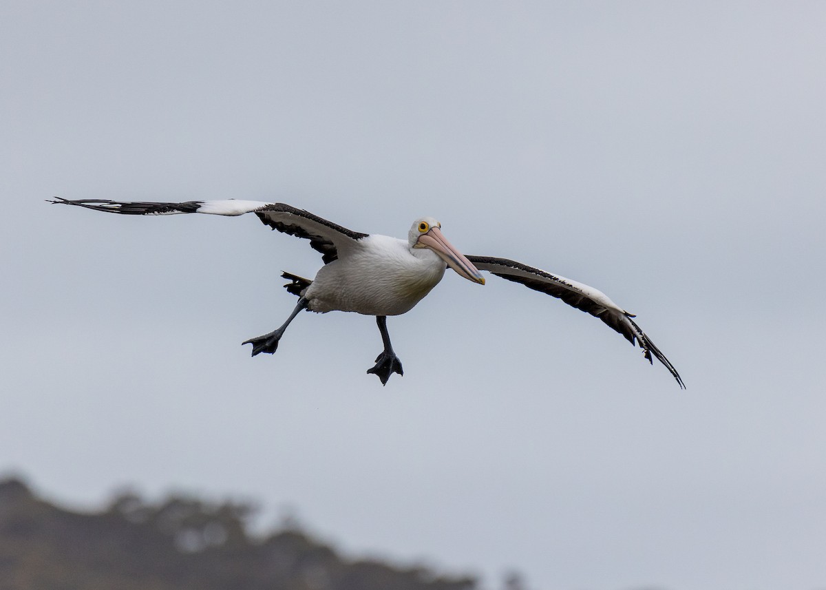 Australian Pelican - ML612391083