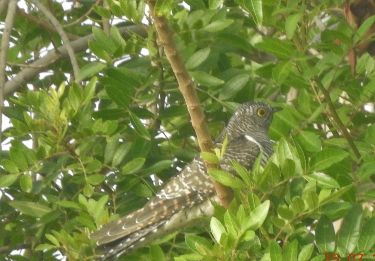 Common Cuckoo - ML612391098
