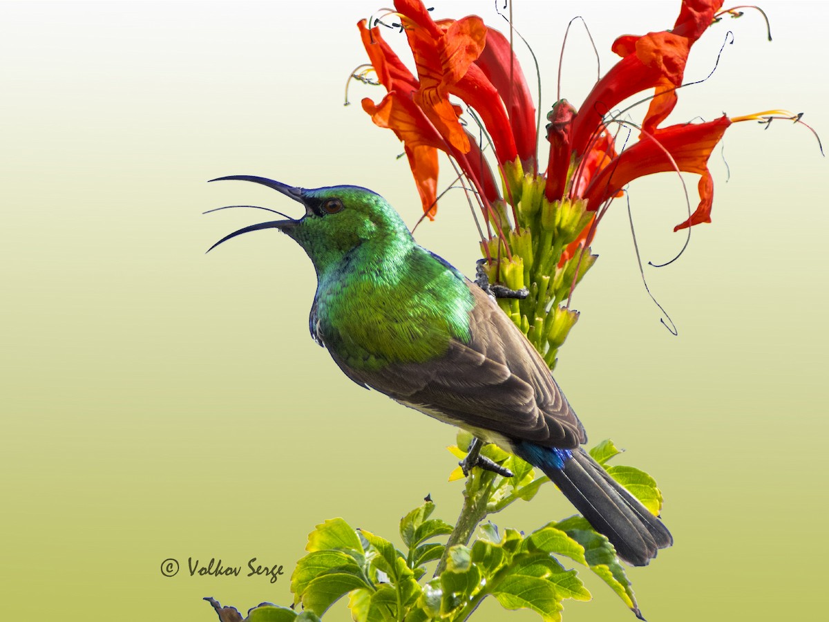 Southern Double-collared Sunbird - Volkov Sergey