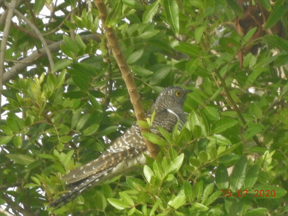 Common Cuckoo - ML612391107