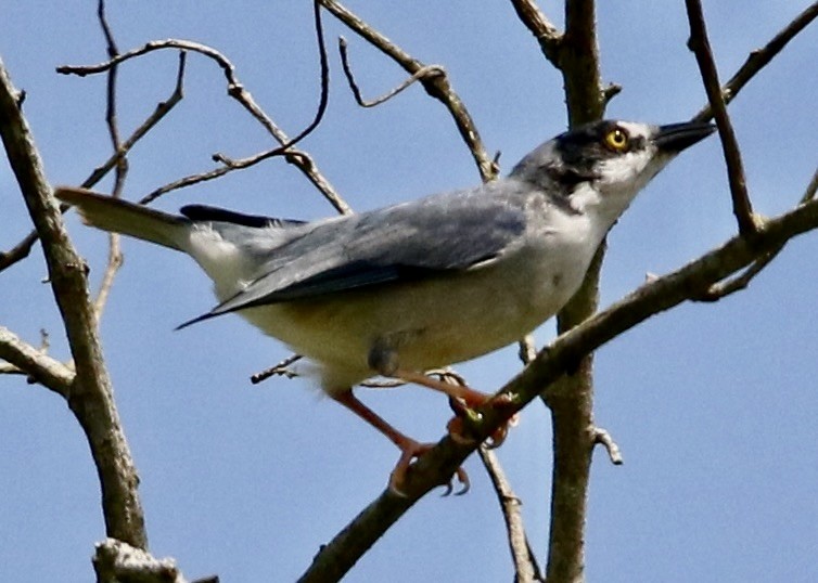 Hooded Tanager - Connie Lintz