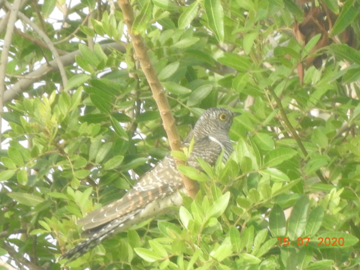 Common Cuckoo - ML612391115