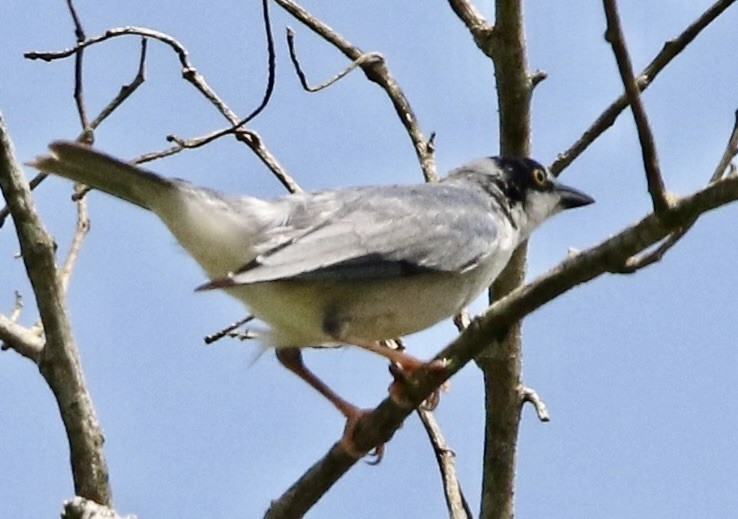 Hooded Tanager - Connie Lintz