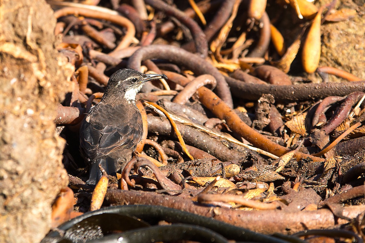 Seaside Cinclodes - ML612391145