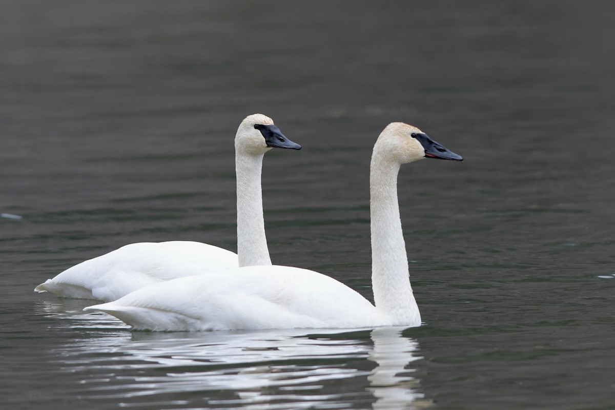 Trumpeter Swan - ML612391196