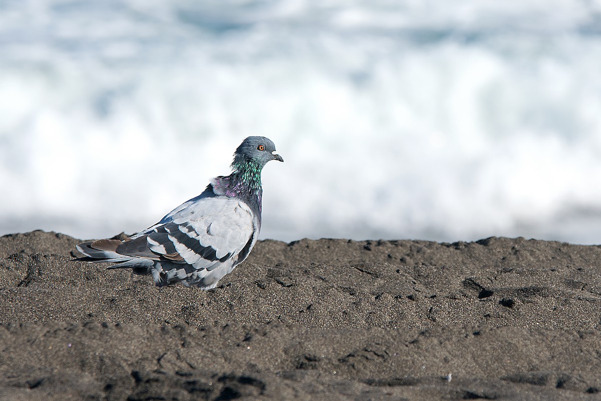 Хөхвөр тагтаа (суурин газрын) - ML612391212