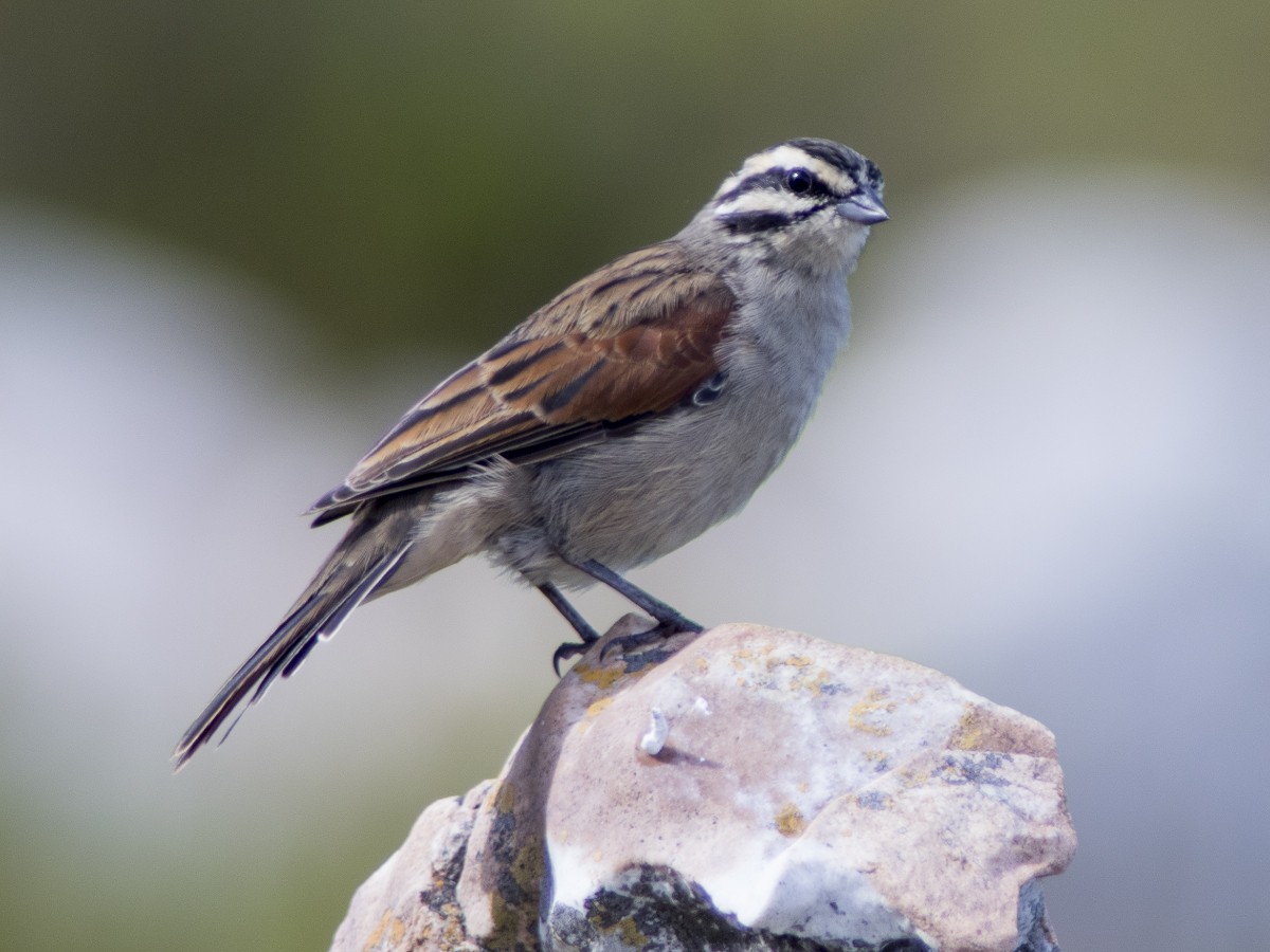 Cape Bunting - ML612391274