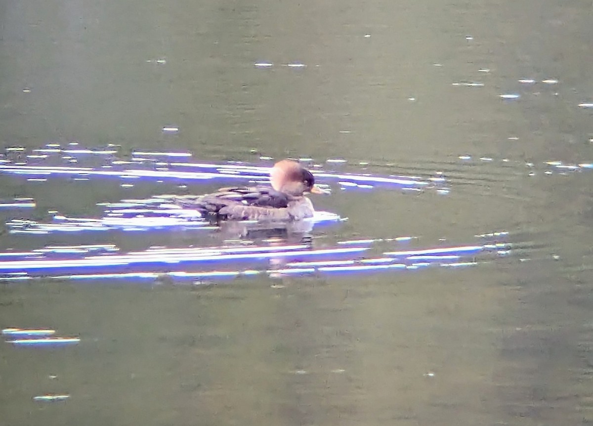 Hooded Merganser - ML612391280