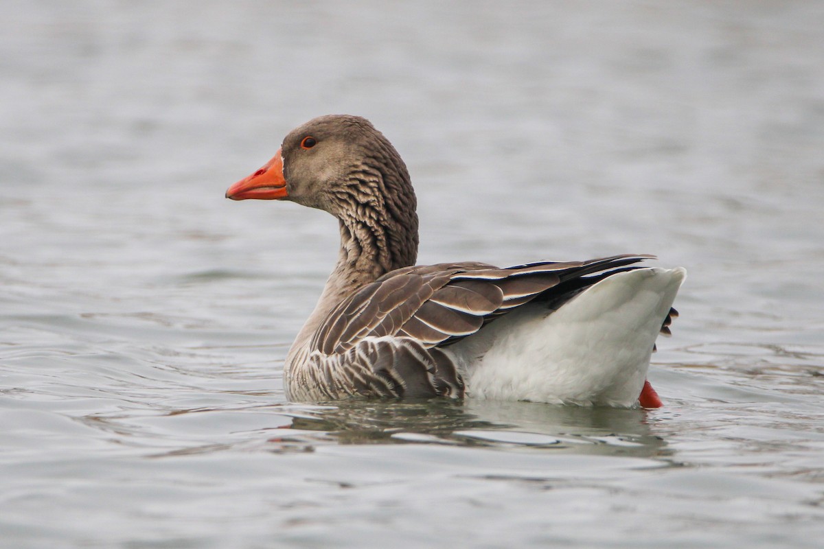 Graylag Goose (Domestic type) - ML612391281