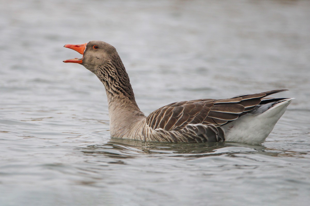 Graylag Goose (Domestic type) - ML612391282