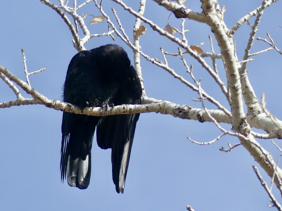 American Crow - ML612391290