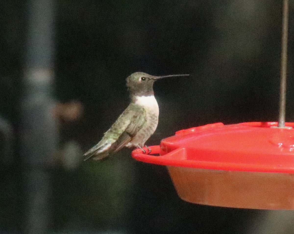 Colibri à gorge noire - ML612391361