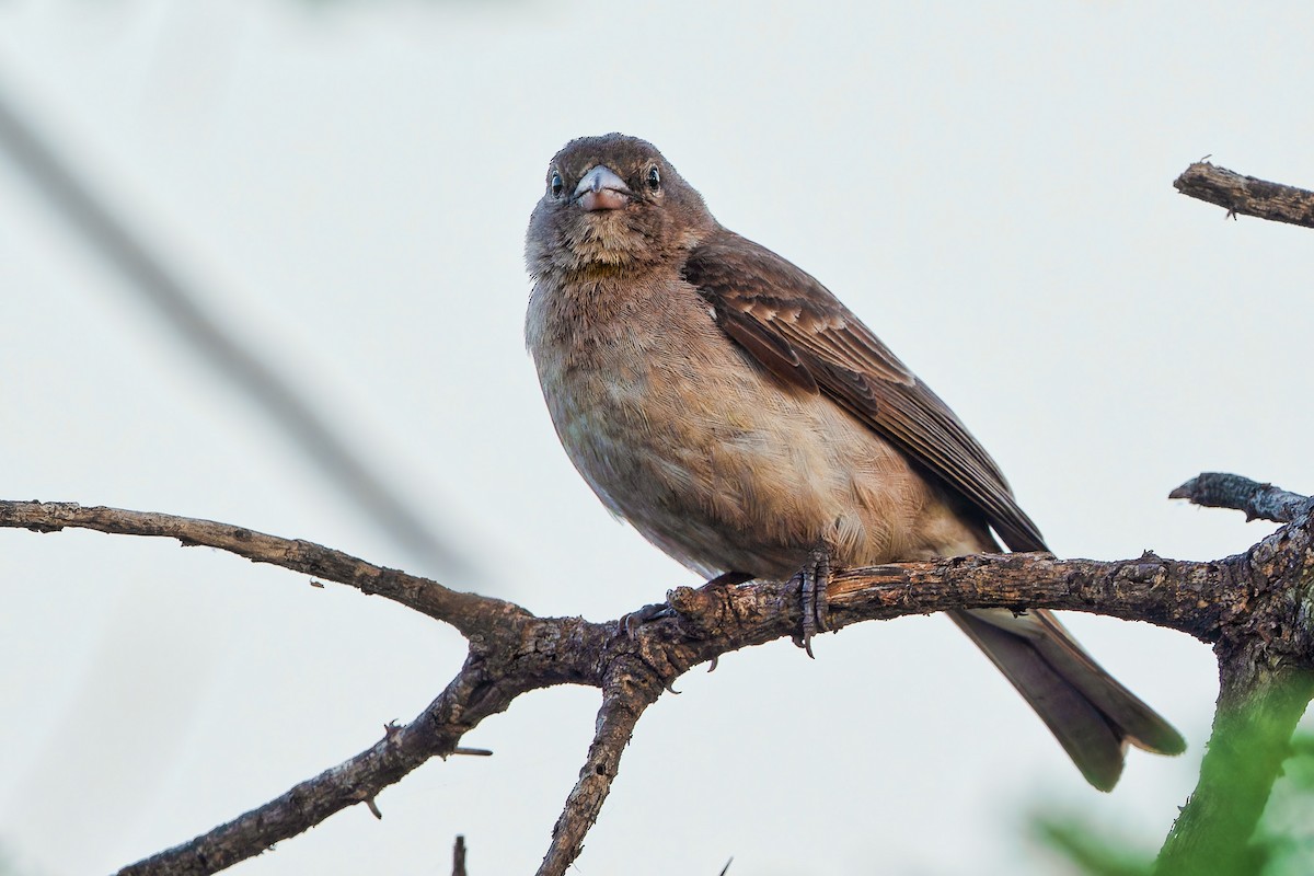 Yellow-spotted Bush Sparrow - Don Danko