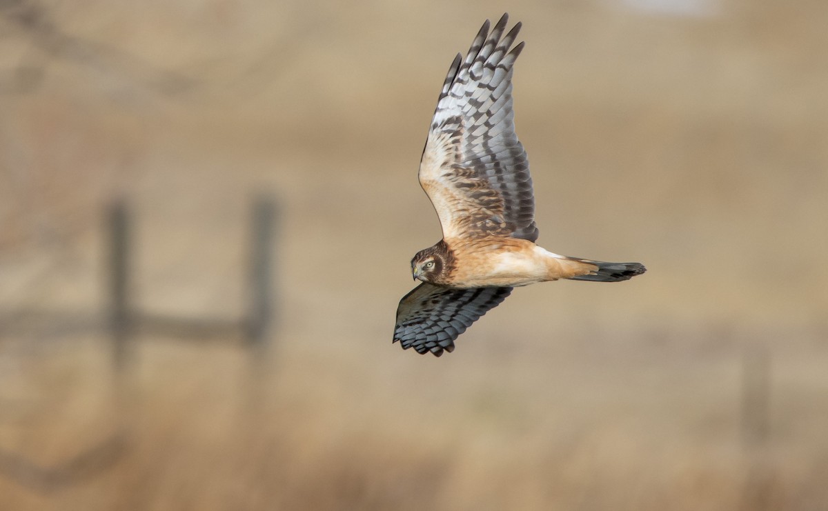 Northern Harrier - ML612391363