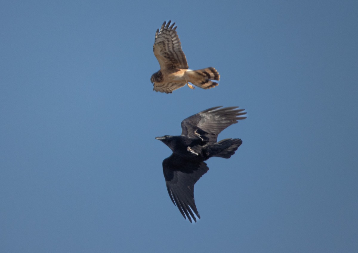 Northern Harrier - ML612391364