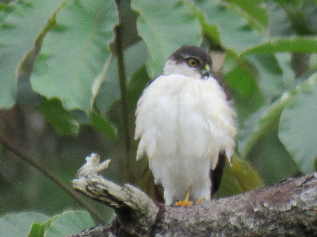 Sharp-shinned Hawk (White-breasted) - ML612391372