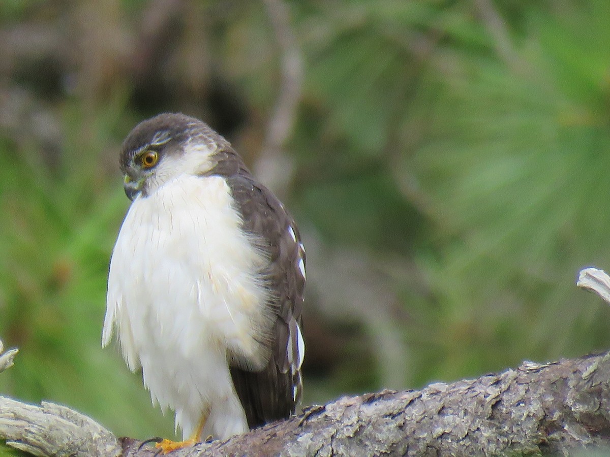 Sharp-shinned Hawk (White-breasted) - ML612391373