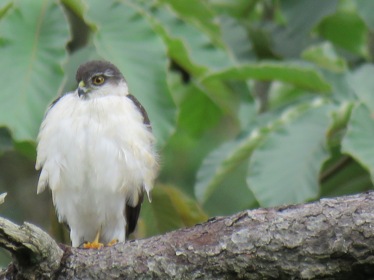 Sharp-shinned Hawk (White-breasted) - ML612391374