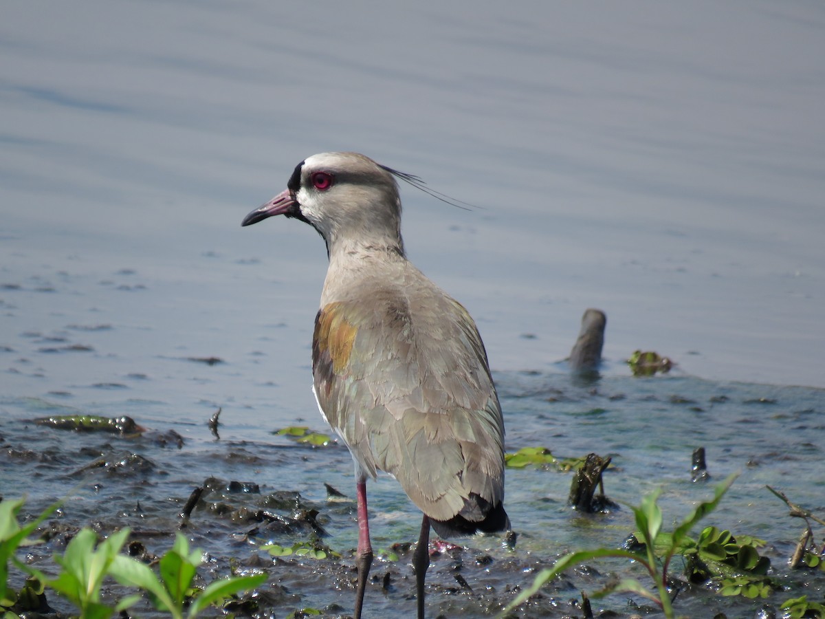 Southern Lapwing - Romeu Gama