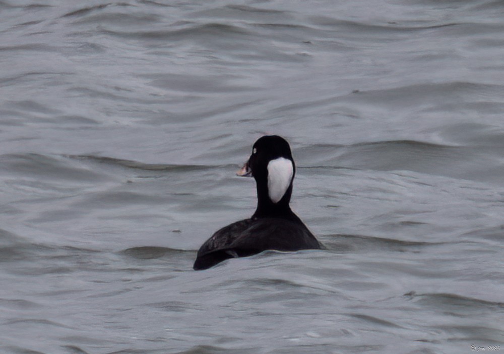 Surf Scoter - ML612391517