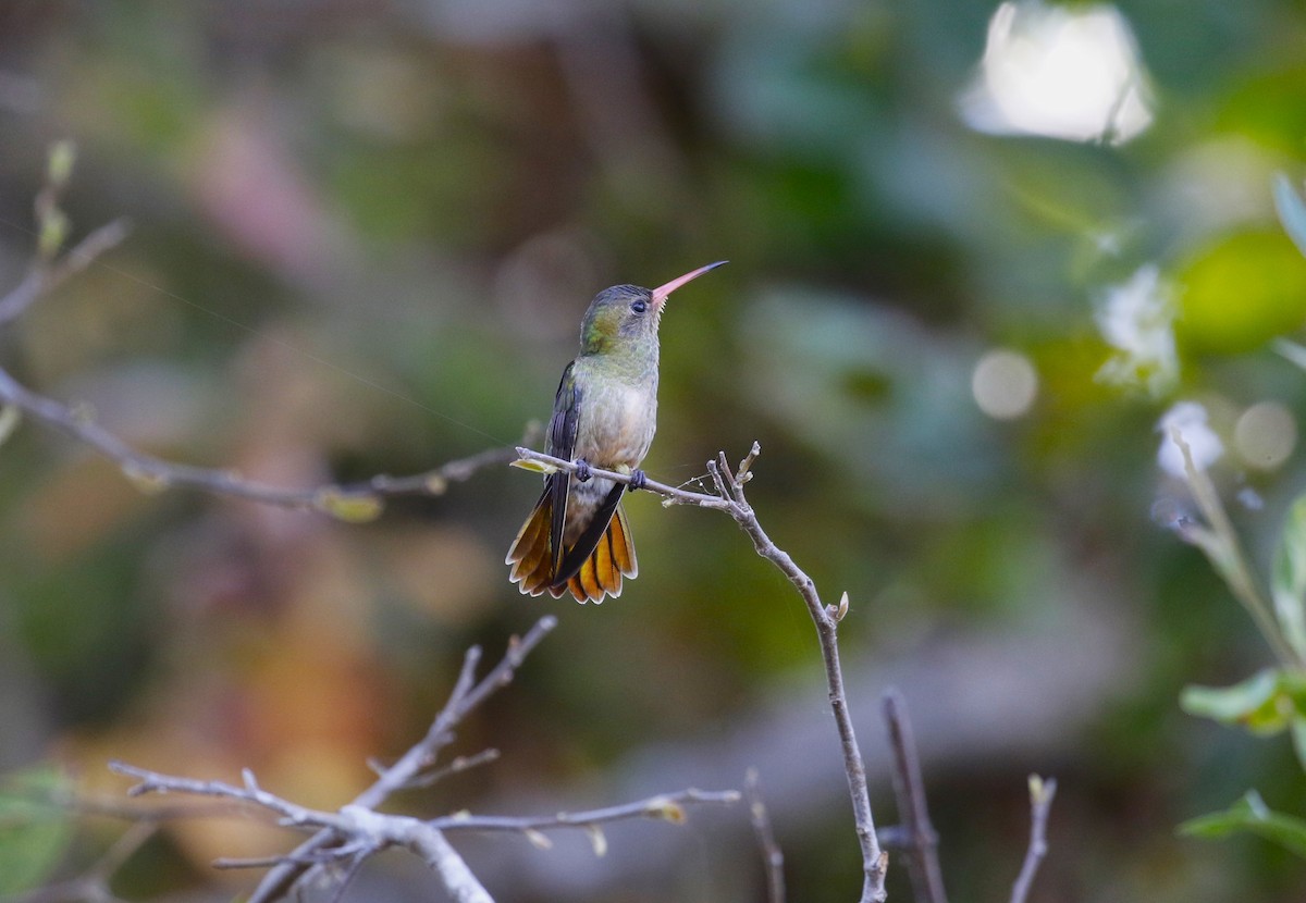 Gilded Hummingbird - Dan Tankersley