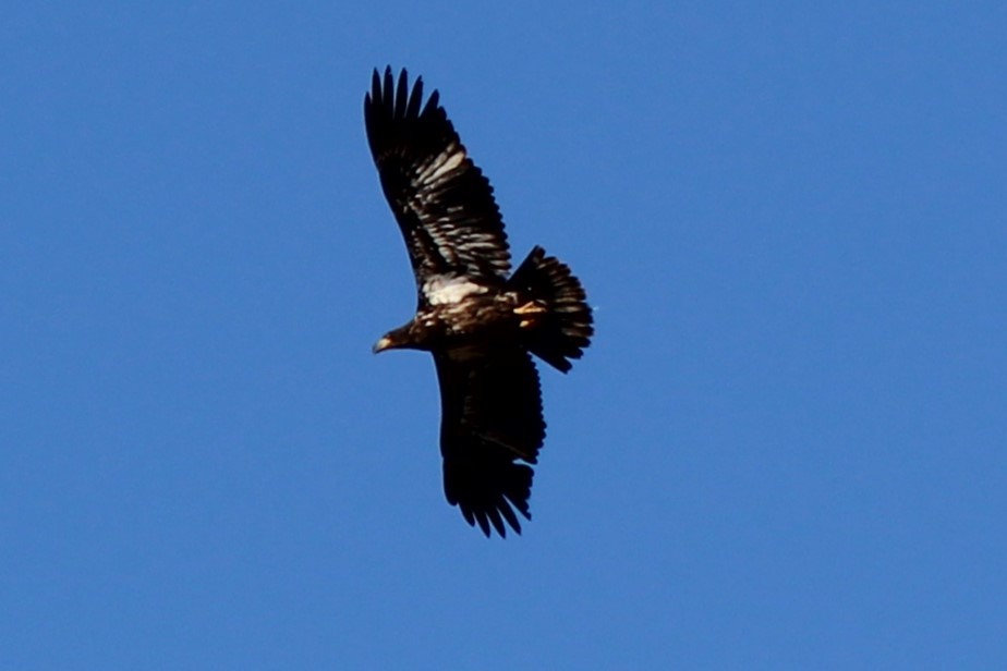 Bald Eagle - ML612391526