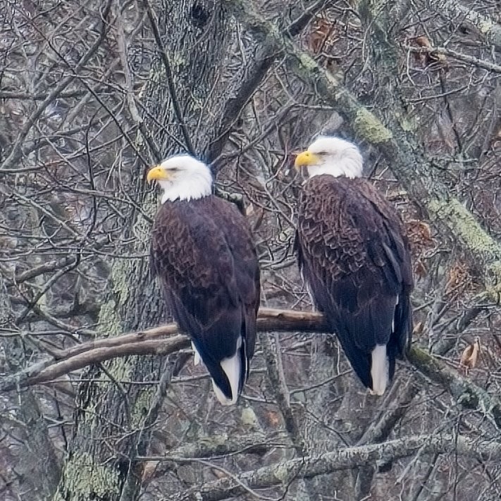 Bald Eagle - ML612391581