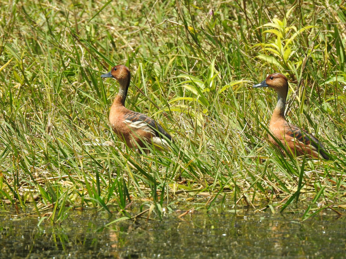 Fulvous Whistling-Duck - ML612391597