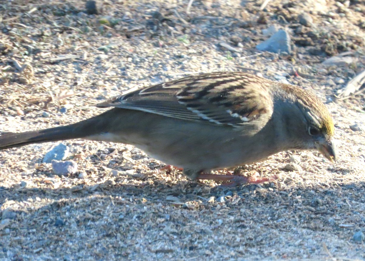 Golden-crowned Sparrow - ML612391598