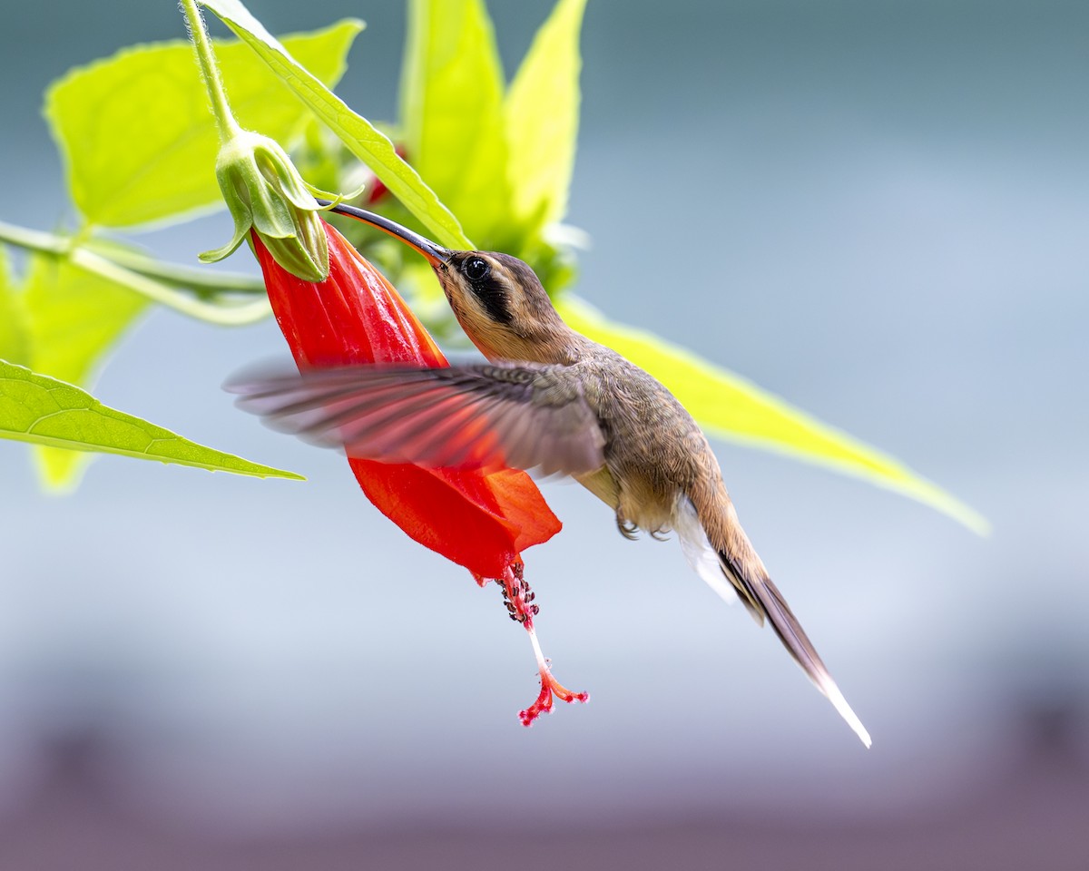 kolibřík trpasličí - ML612391600