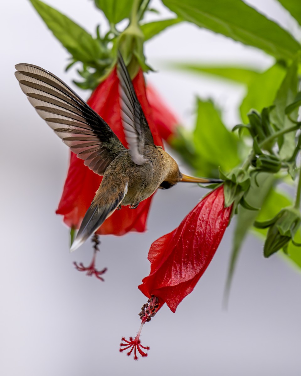 kolibřík trpasličí - ML612391603